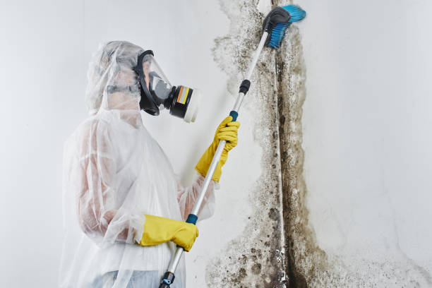 Best Mold Damage Repair  in Choteau, MT