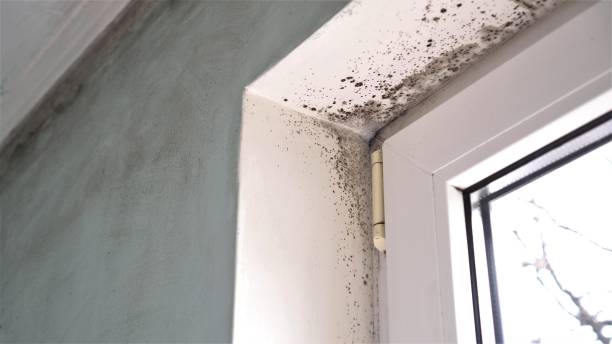 Mold Testing and Removal in Choteau, MT