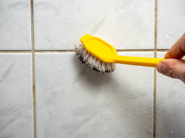 Best Local Mold Removal Service  in Choteau, MT