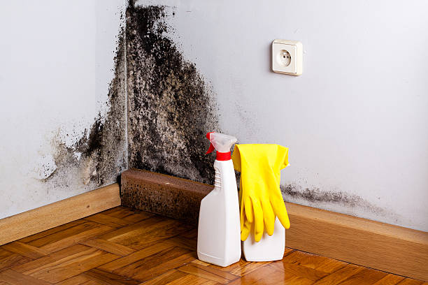 Best Mold Damage Repair  in Choteau, MT