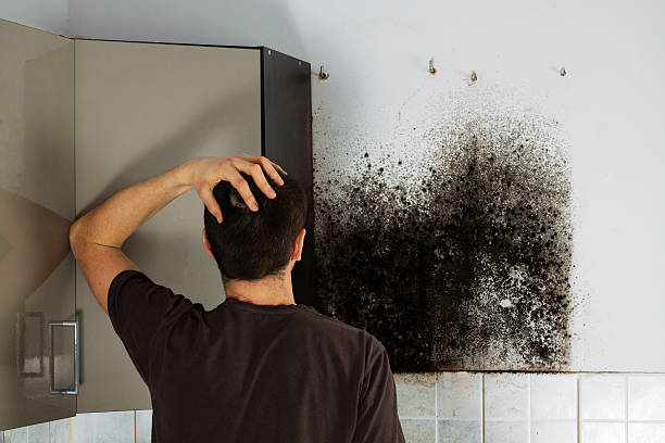 Best Best Mold Removal Companies  in Choteau, MT
