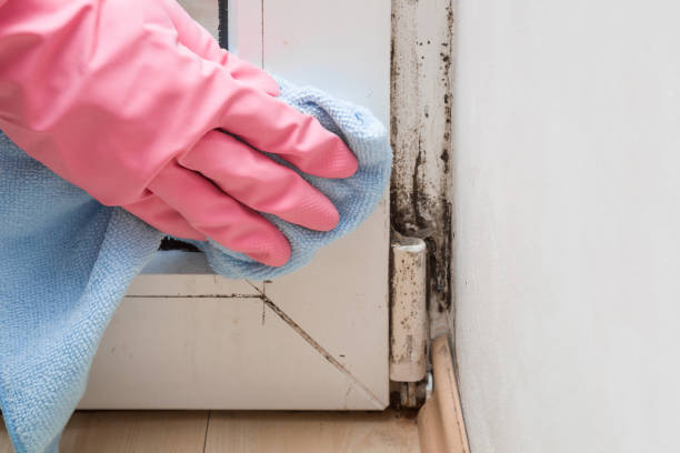 Professional Mold Removal in Choteau, MT